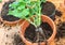 Gardening activity, replanting geraniums on the balcony; geranium roots removed from the pot and prepared for replanting in the