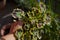 Gardening activity on the sunny balcony  -  repotting the plant Three-coloured Geranium - Pelargonium tricolour with decorative