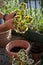 Gardening activity on the sunny balcony  -  repotting the plant Three-coloured Geranium - Pelargonium tricolour with decorative