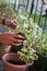 Gardening activity on the sunny balcony  -  repotting the plant Three-coloured Geranium - Pelargonium tricolour with decorative