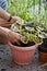 Gardening activity on the sunny balcony  -  repotting the plant Three-coloured Geranium - Pelargonium tricolour with decorative