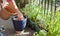 Gardening activity on the sunny balcony  -  repotting the plants Geranium, Pelargonium, pepper plants, squash seedlings and young