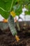 Gardening and agriculture concept. Close-up of cucumbers hanging on branches in a greenhouse.