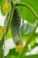 Gardening and agriculture concept. Close-up of cucumbers hanging on branches in a greenhouse.