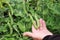 Gardening and agriculture concept.. Farmer picks green peas in the garden