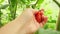 Gardening and agriculture concept. Woman farm worker hand picking fresh ripe organic tomatoes. Greenhouse produce