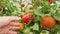 Gardening and agriculture concept. Woman farm worker hand picking fresh ripe organic tomatoes. Greenhouse produce