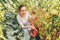 Gardening and agriculture concept. Young woman farm worker with basket picking fresh ripe organic tomatoes. Greenhouse