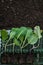 Gardening and agriculture.Romaine lettuce seedlings and lettuce seedlings row with rhizomes on the ground. Lettuce plant