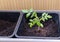 Gardening on the balcony. Planted small tomato in the plastic pot. Close up