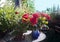 Gardening on the balcony, potted plants, herbs and red roses in