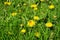 Gardening for bees. Along with dandelions, it\\\'s essential to incorporate many pollinator-