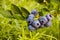 Gardening. Blue ripe blueberries on a green bush. Collecting berries