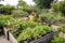 gardening in community garden with diverse selection of plants