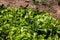 Gardening composition with fresh green lettuce in a garden