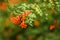 Gardening concept. Beautiful flowers Tecomaria Capensis with dewdrops on green branch