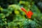 Gardening concept. Beautiful flowers Tecomaria Capensis on green branch over green blurred background in the park. Postcard. Artic