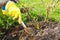 Gardening concept. cultivation, loosens of bushes and soil care in the garden. woman gardener works with gardening tools.