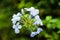 Gardening concept. Delicate and beautiful flowers of Plumbago Auriculata or Europaea  over green blurred background in the park.