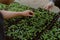 Gardening concept a farmer culling the green seedlings before removing them from pots to growing in the prepared soil plot