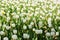 Gardening concept. Grow flowers garden. Spring holidays. Celebrate warmth. Spring backdrop. Tulips field. White tulips