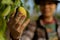 Gardening concept a male gardener looking at a fruit checking size, color, and quality before harvest season