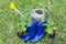 Gardening concept. Rubber Garden spatula, rake, gumboots, watering pot and young bush for seeding.