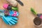 Gardening concept. Seedling hyacinth, garden tools, scissors, twine, shopping paper bag, tubers-bulbs gladiolus. Seasonal gardenin