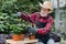 Gardening concept. Senior concentrated 70-aged bearded man in straw hat and workwear sitting near green plantings in