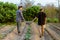 Gardening concept two male gardeners helping each other carrying soil and debris after removing from the plants