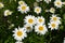 Gardening. Daisy, chamomile. Matricaria. Perennial flowering plant of the Asteraceae family