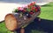 Gardening, decoration concept - flowers in a wooden ornamental log