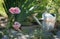 Gardening Dreams Poppy Flowers and Watering Can