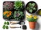 Gardening equipment with plants and soil pile, Hobbies and leisure, home gardening,