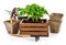 Gardening farming. Spicy herb basil in wooden