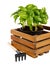 Gardening farming. Spicy herbs basil in wooden box