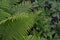 Gardening. Fern. Polypodiophyta. Fern Leaf