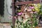 Gardening Floristics Echinacea flower with pink petals lowered down and a voluminous brown center on the background of a fence gra