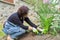 Gardening, flower beds, female gardener working with plants in garden