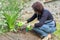 Gardening, flower beds, female gardener working with plants in garden