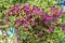 Gardening, flower growing and garden decor. Beautiful bright woven garden plant. Blooming purple clematis flower on a backyard