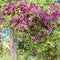 Gardening, flower growing and garden decor. Beautiful bright woven garden plant. Blooming purple clematis flower on a backyard