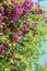 Gardening, flower growing and garden decor. Beautiful bright woven garden plant. Blooming purple clematis flower on a backyard