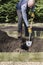 Gardening, gardener digging trench in a garden vegetable bed, UK