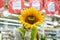 Gardening.girl with summer flowers in the garden center. Young teenager girl with big bright yellow sunflowers. Emotionally laughs