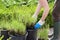 Gardening with gloves and boots in lavender garden