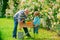 Gardening - Grandfather gardener in sunny garden planting roses. Portrait of grandfather and grandson while working in