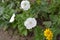 Gardening. Green leaves. Petunia. Blooming petunia hybrid