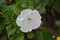 Gardening. Green leaves. Petunia flower. Blooming petunia hybrid