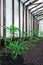 Gardening. Green tomato sprouts growing in a greenhouse